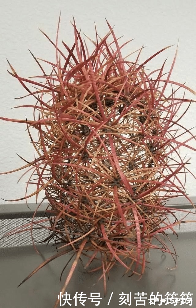 电子显微镜 22张“活久见”的照片,令人大开眼界!