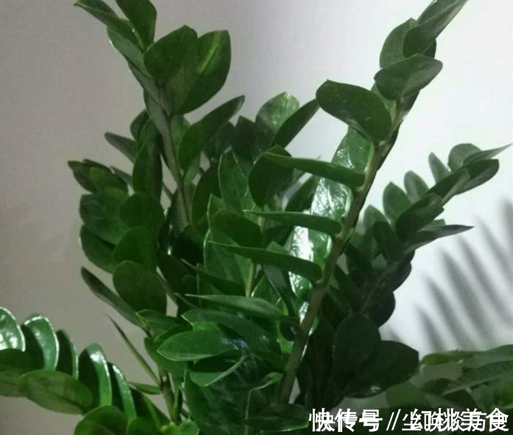 金钱树不长新芽,给它做好3个关键点,很快就能冒新芽