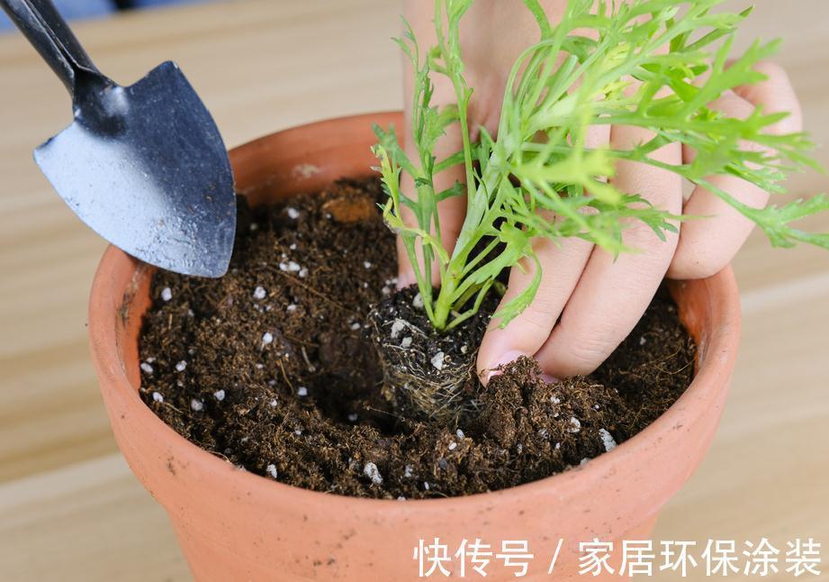 7种花养老桩不好,多扦插、养嫩苗,才能年年开花