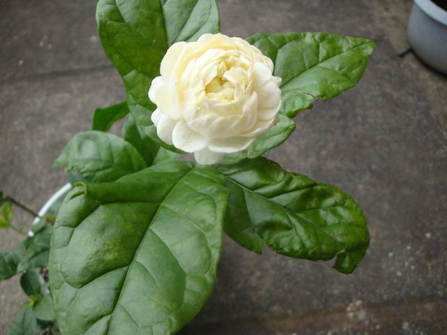 被称为我国第1香花，碰土就活，开花226天不枯萎，香飘9层楼