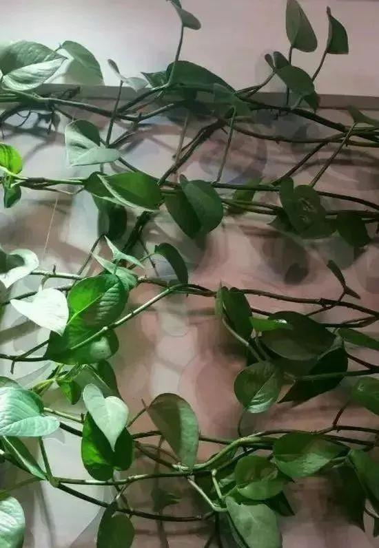 婆婆在家用绳子养绿萝，全家人都笑话，结果家里变成绿森林
