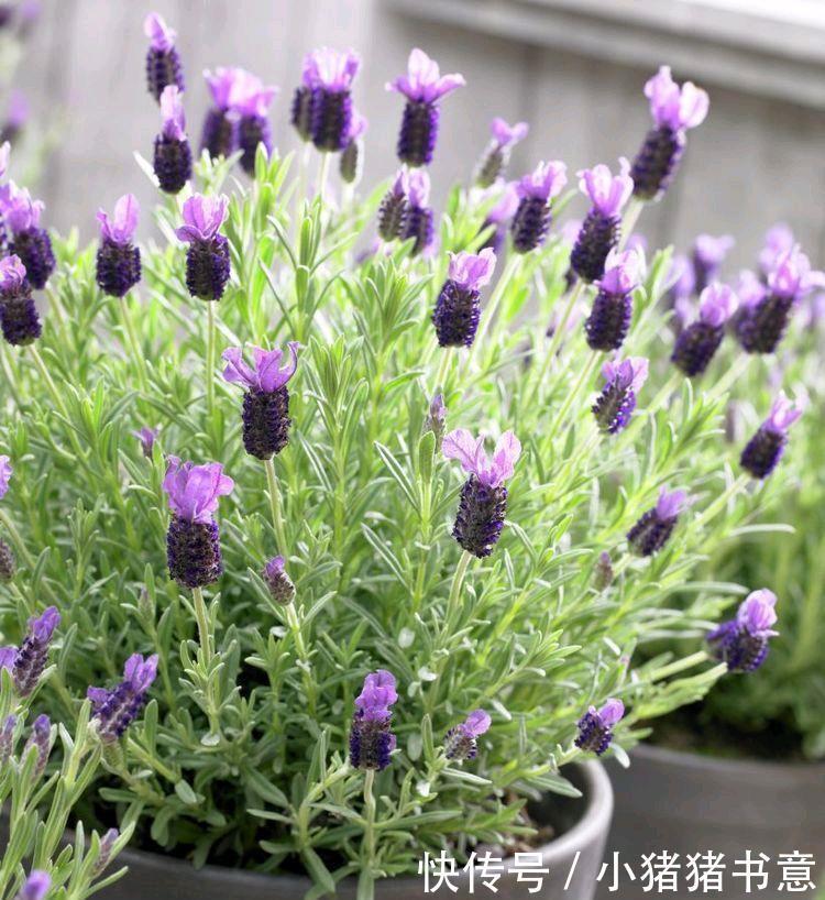 喜欢叶子有香味的花？5种芳香的绿植，比绿萝更好养更耐看