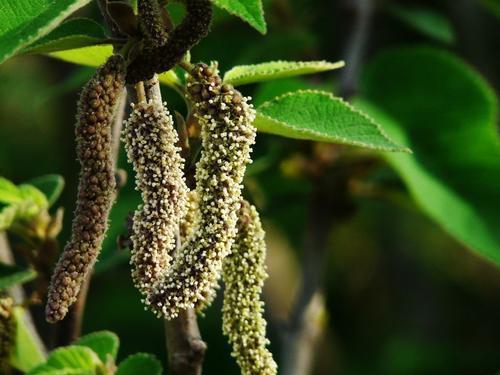 补肾|很少有人知道这是一种树的雄花，更不知道它可以吃，还能补肾