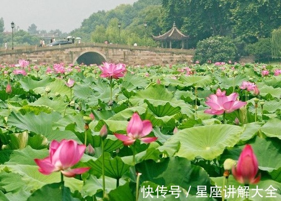 喜鹊|步入7月10日，喜鹊来报喜，4属相福星高照，未来过上好日子