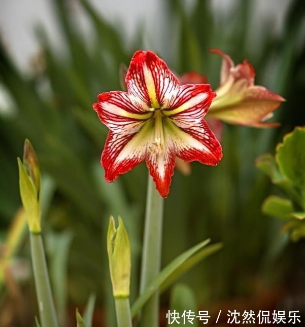 李大爷养朱顶红总结“6妙招”，花箭冒不停，一株开8朵