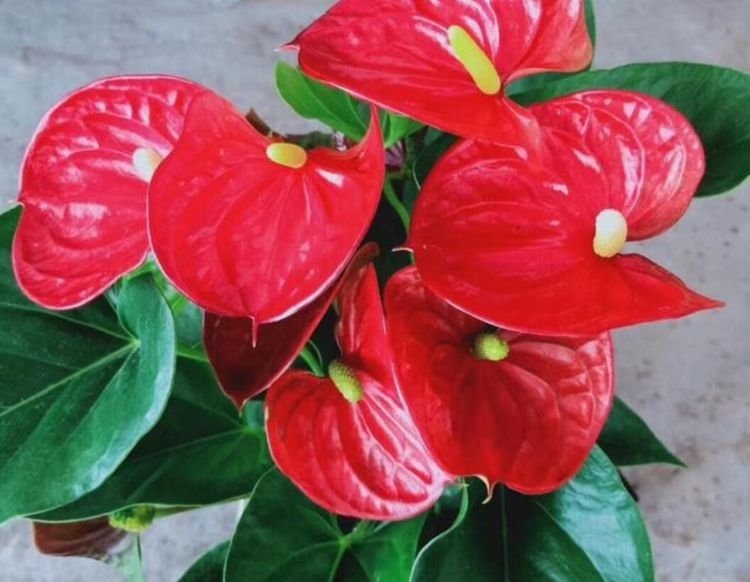 养花就养这几款,好养易开花,花香四溢飘满屋,美爆了