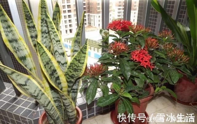 养虎皮兰,3大“死穴”别碰,一碰黄叶、烂根,没新芽