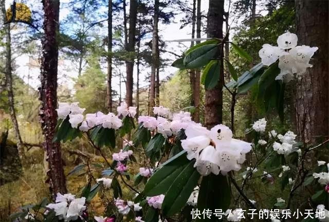 原始森林|「邓生沟」原始森林奇遇记