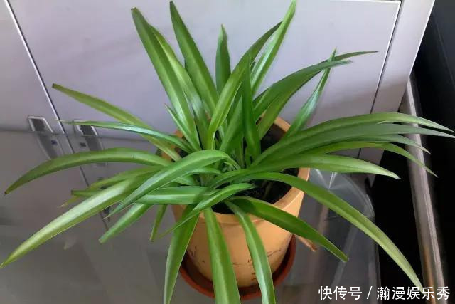 这3种吊兰千万别这么养，不然疯长爆芽，控制不住!