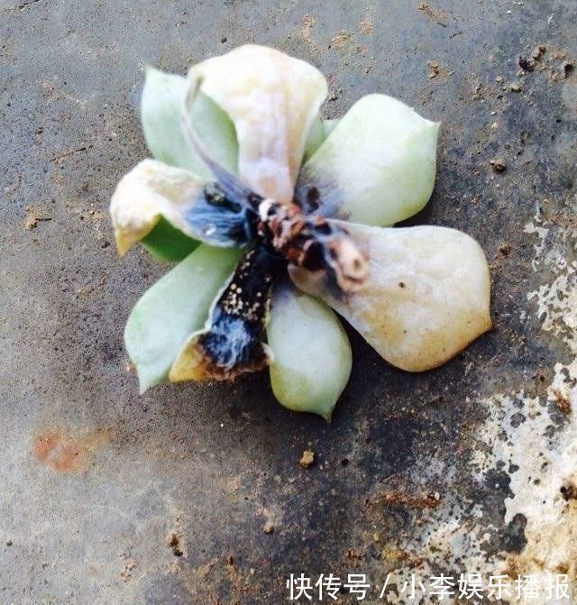 家里花卉烂根烂叶，几种天然灭虫法，不生虫养花好
