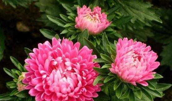 种子发芽温度|养花却不知道什么时候播种,看了此个就知道了