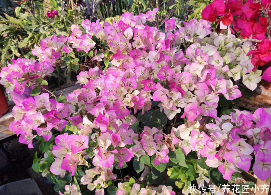 三角梅一直掉花怎么办？花期它有“五不能”，你做好了再试试