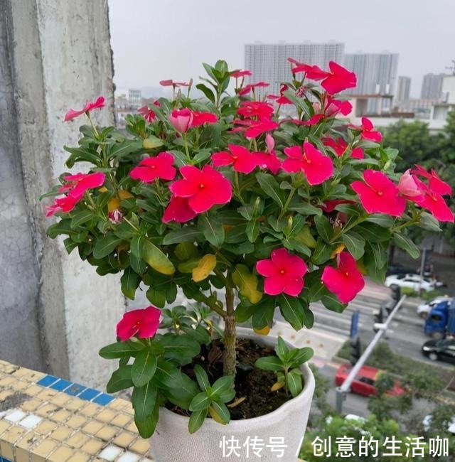 农村一种“泼辣花”,掐一心冒十枝花,一年长成老桩“小花树”!