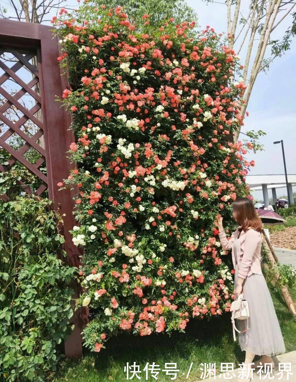 花墙|月季胃口大，土里埋点料，长成一面大花墙！