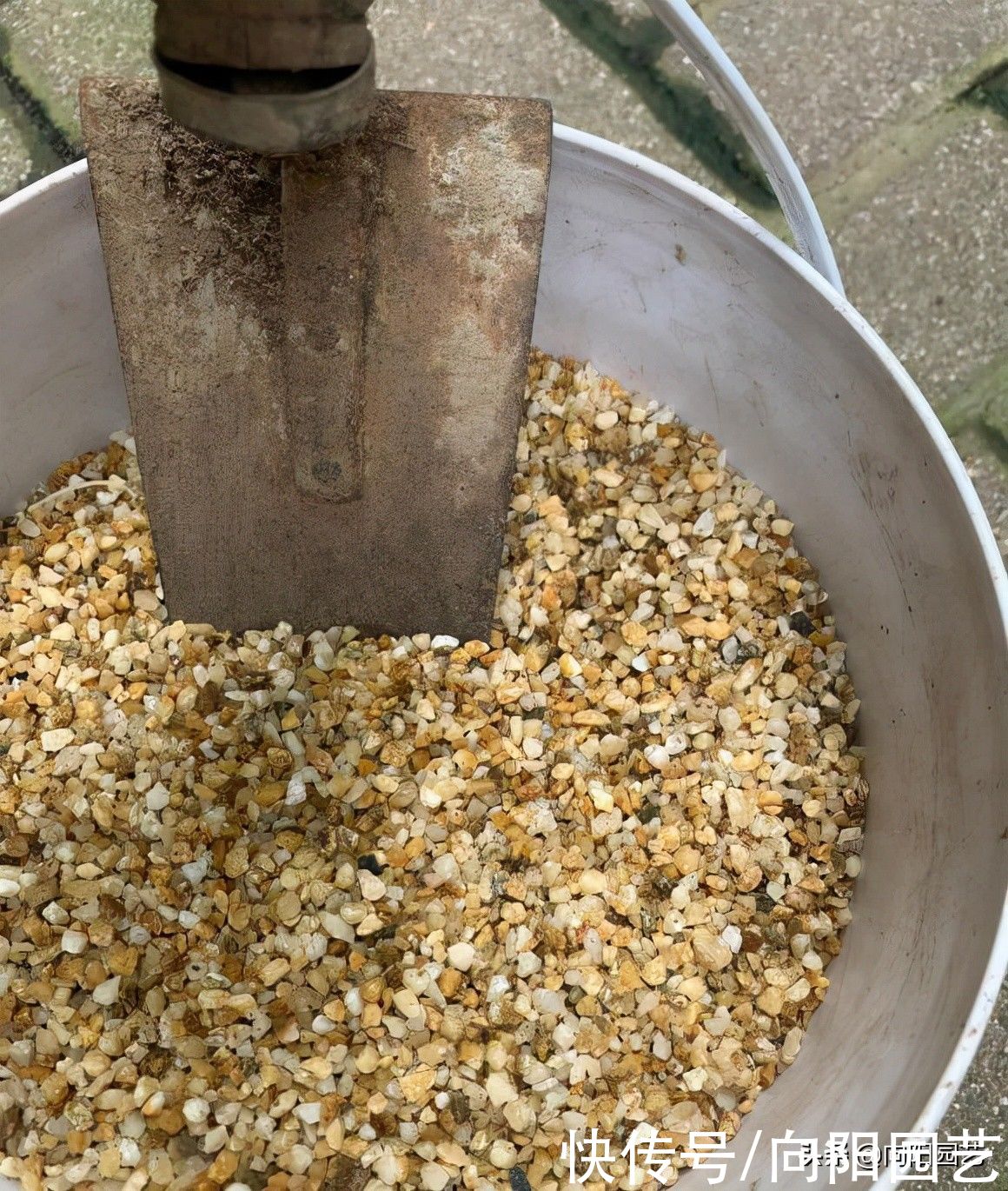 多肉|多肉烂根真是怕了，如何是好？换成全颗粒，没有土就不烂根