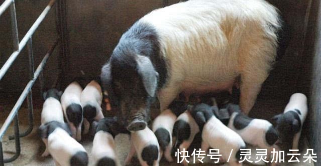 香味|70年代最让人怀念的几种食物,口感以及香味现在已经很难吃到!