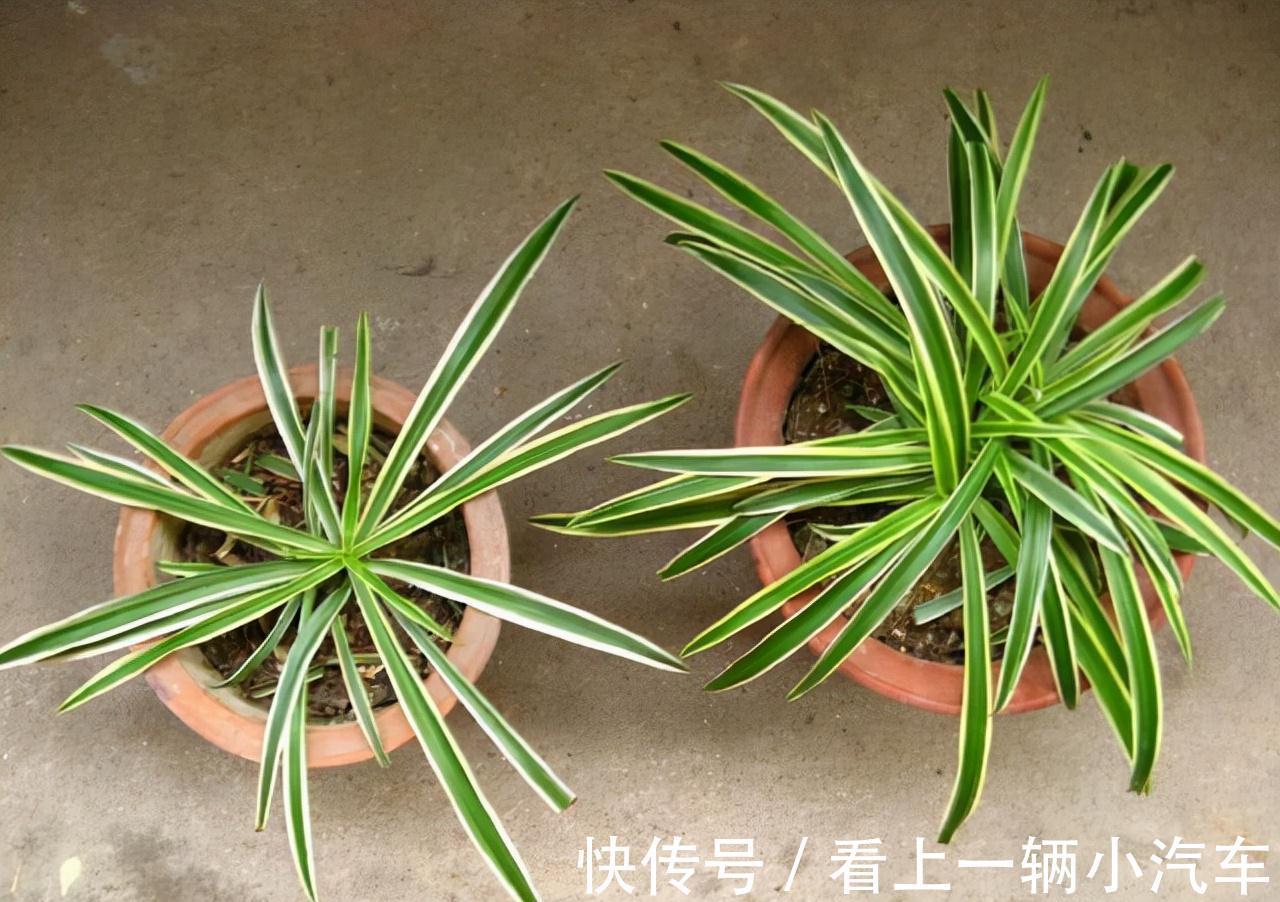 隔3天喷一点制作溶液，富贵竹绿萝吊兰疯长，开花不止