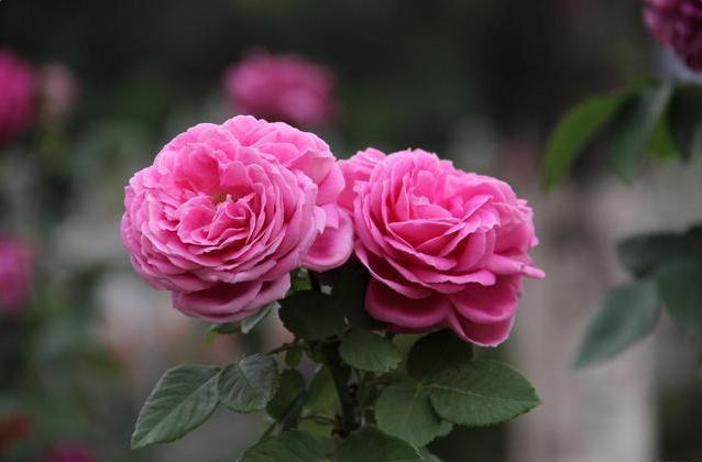 养月季，牢记“4要素”，花苞不停冒，夏季也能开爆盆