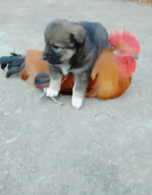 |搞笑GIF:哥们,你也是够了,无形中又伤害了一条无辜的生命