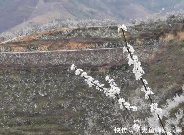 “云”赏花！镇宁李花樱花醉游客