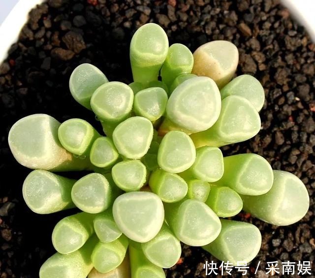 20款适合新手养的多肉,就算是养花杀手,也能养得又胖又美!