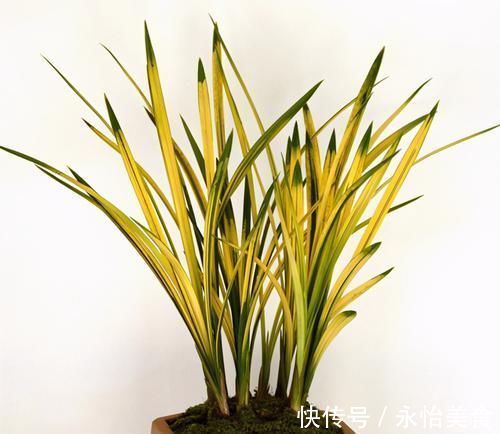 兰花|建兰四大艺草之首“八宝奇珍”，花叶俱美，香味怡人，新手适合养