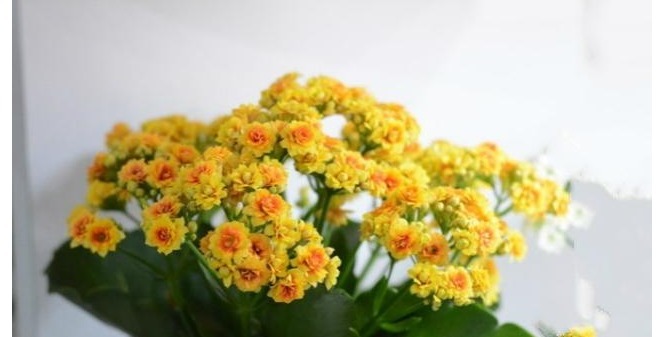 以下养的长寿花，开花又美又多，每年都有花赏，值得一试