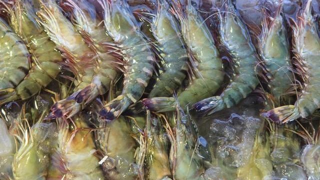 同样是虾,海虾和河虾有什么区别30年虾贩子告诉你,别买错了