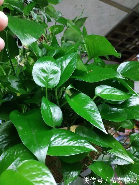黄叶|绿萝、发财树蔫了别浇水,浇一盆死一盆,要这样救治
