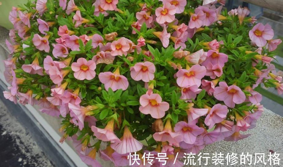 阳台只养3种花,开花久花量大,秋天掐个枝扦插,一盆轻松变多盆