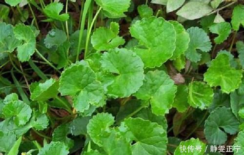 叶子|叶子像一个碗,既是野菜,也是药,曾是上好的凉茶料,你可认识?