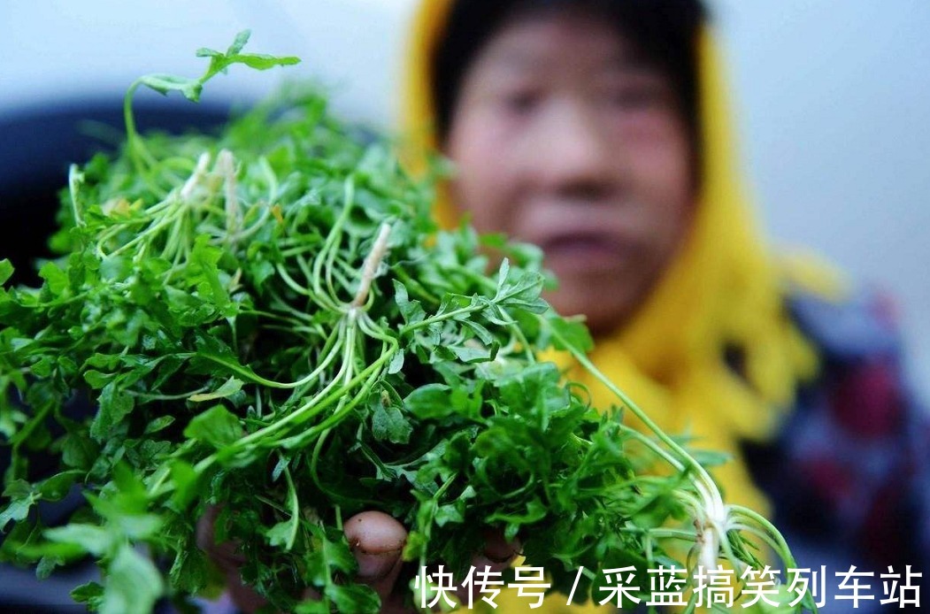 野花野草|乡下一珍贵野草，原本当是猪菜，研究古人用法后，取名“小人参”