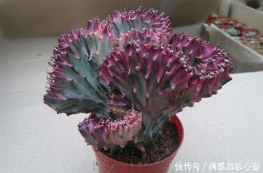 在家盆栽4款多肉要小心,它们对健康有害,需早点丢出去