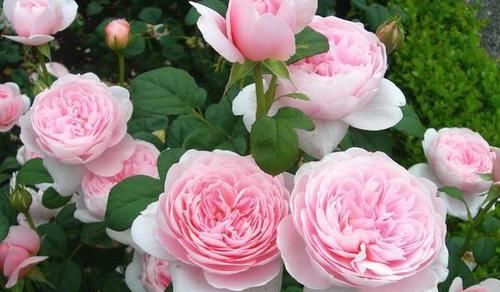  被誉为|被誉为月季中的女王，花色柔美，开花勤快，品种高贵，观赏价值高