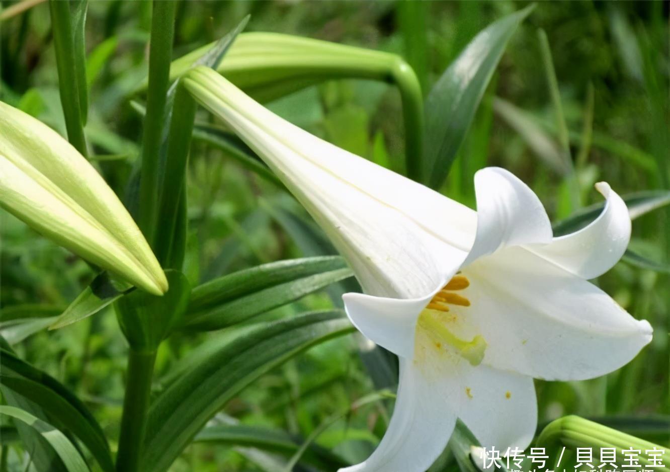 聪明女性爱吃3种食物,每天吃一盘,补益气血,抗衰老,好处多多
