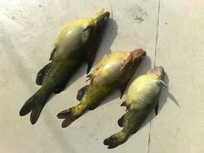 怎么看鱼是不是腹水