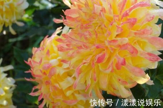品种|喜好养花不妨选“它”开花似菊花，花朵小巧微卷，可爱能盆栽