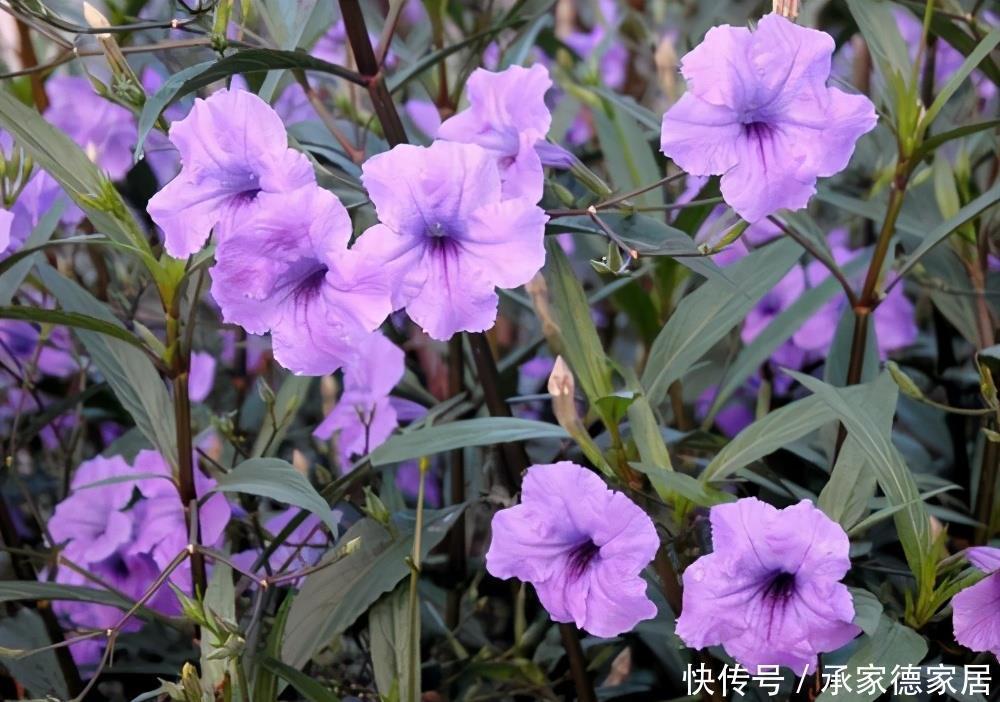 天使|这4种花是冬天的天使,冰天雪地里也能开花,一片生机盎然的样子