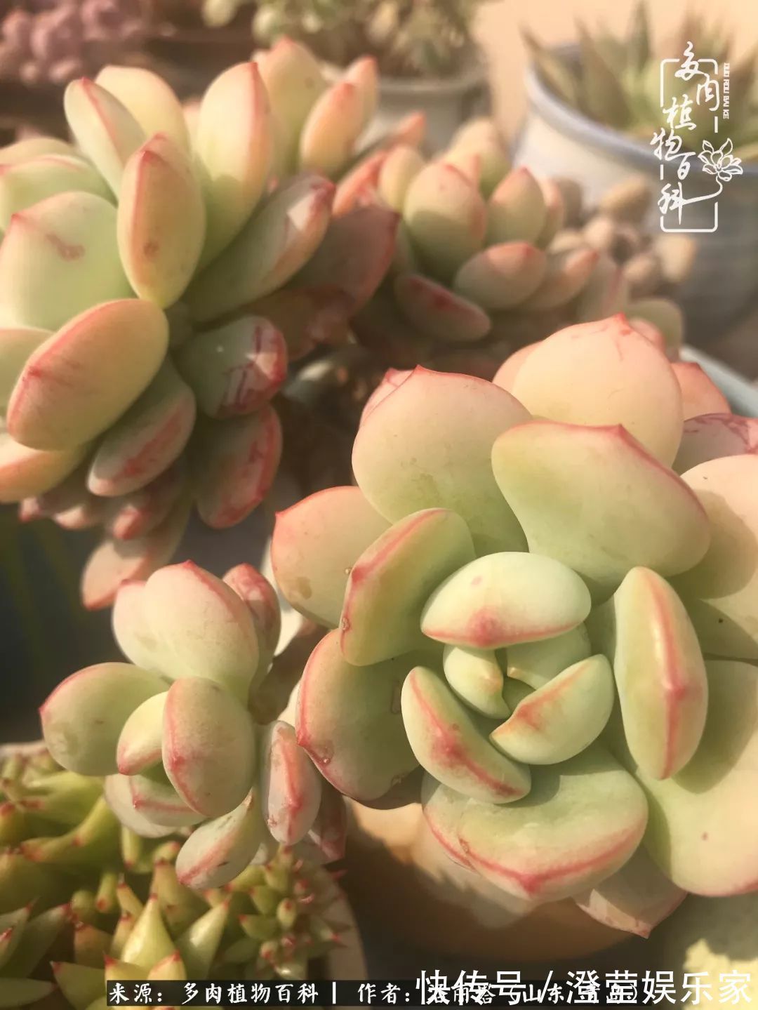 吉娃娃|我和我的“多肉恋人”,怎么样有没有惊艳到你!