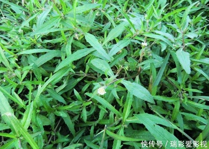 墨汁草|田间一野草，止血效果快，还是农民常用的“染发剂”，别小瞧了！