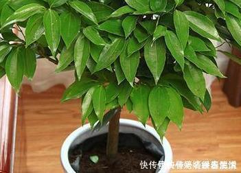 空气|这三种花堪比香水，养在家里空气清新无异味，健康无忧