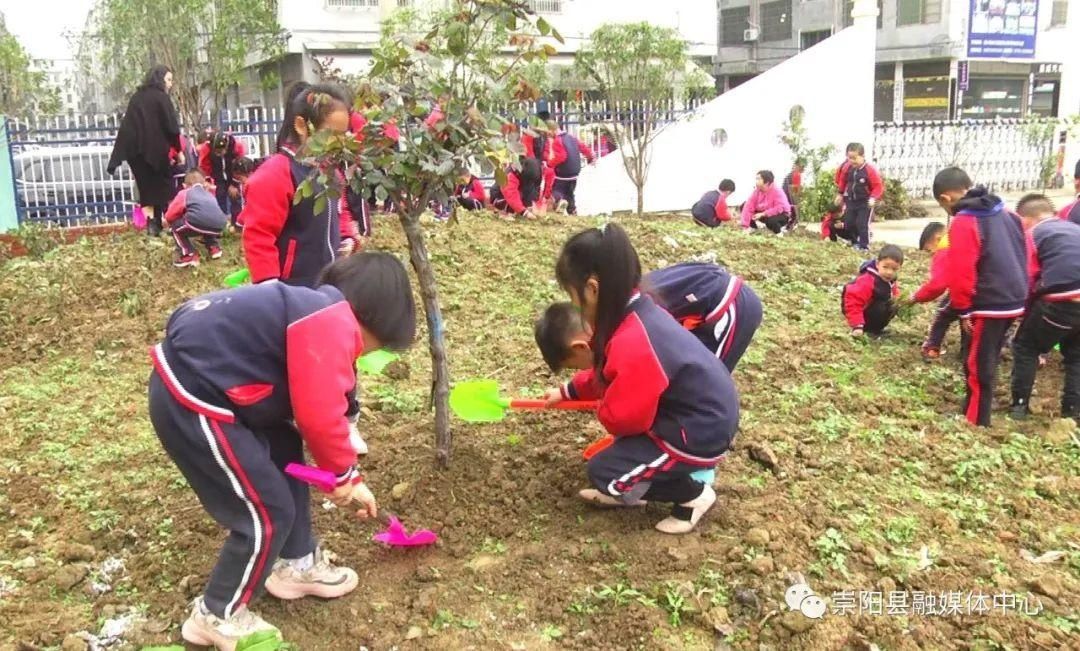 崇阳：幼儿园里植树忙 我与小树同成长