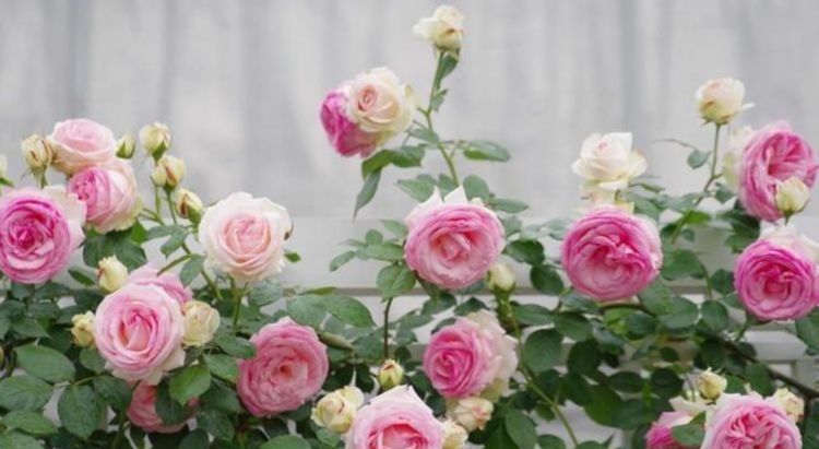 5种花漂亮又好养,比牡丹好看,花如名字一样美丽