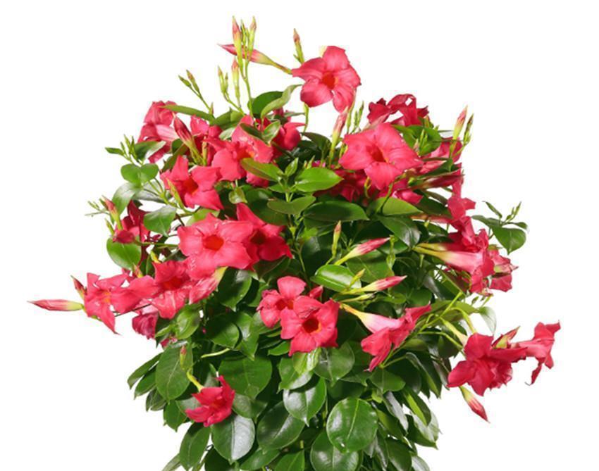 三种花比杜鹃好看,比绿萝好养,比桂花还香,谁见了不心动