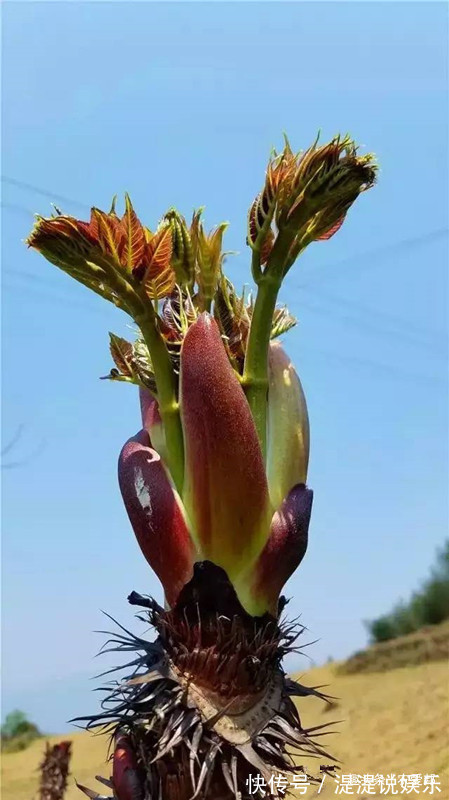 老包|这种野菜它长得和椿芽一模一样,被日本称为“天下第一山珍”野菜