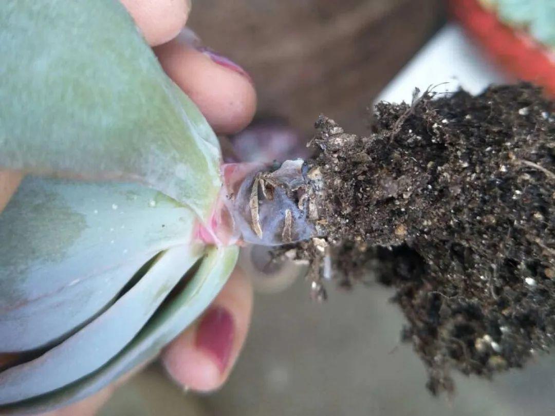 家里有这7种花，少浇水、不能晒，天热要休眠！