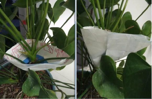 虎皮兰,红掌,吊兰养成老桩,变成大树,真壮观