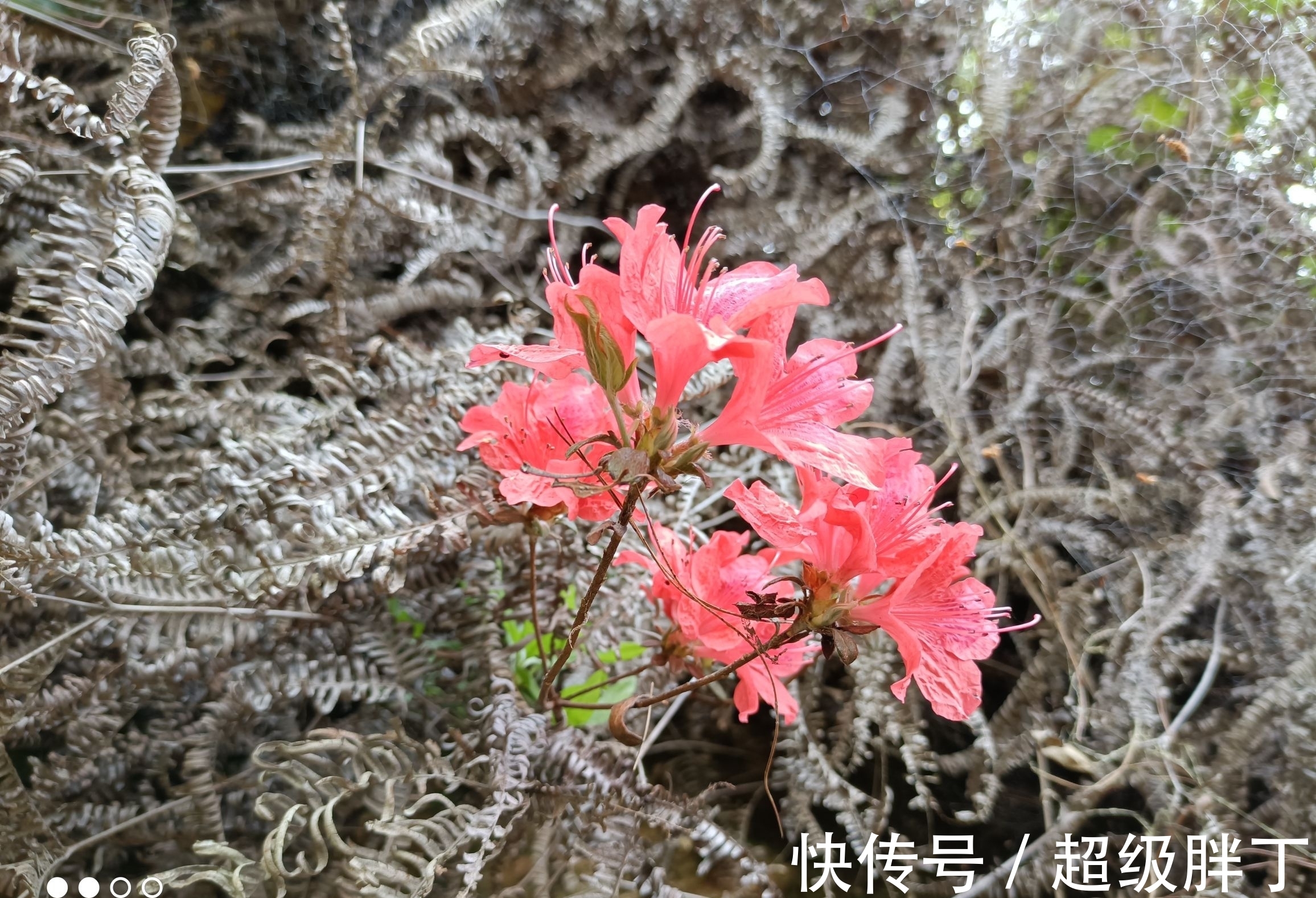 处女|天降大好景，重遇相识之日，桃花逆袭，心心念念，不负相遇