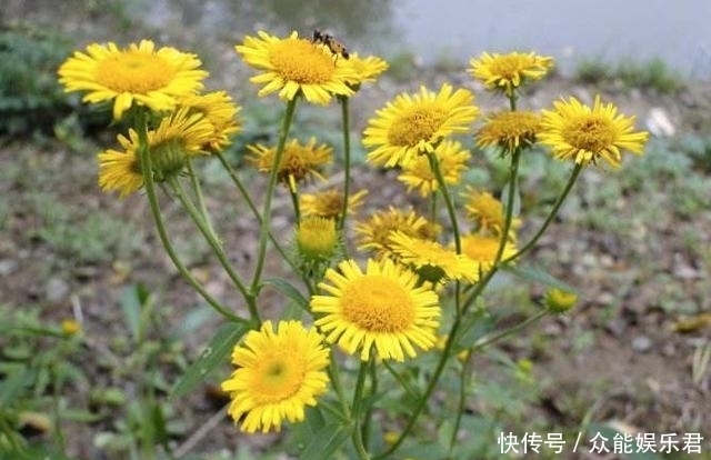 不要将这种“菊”用作野菊花，它比野菊花更珍贵，更有价值！