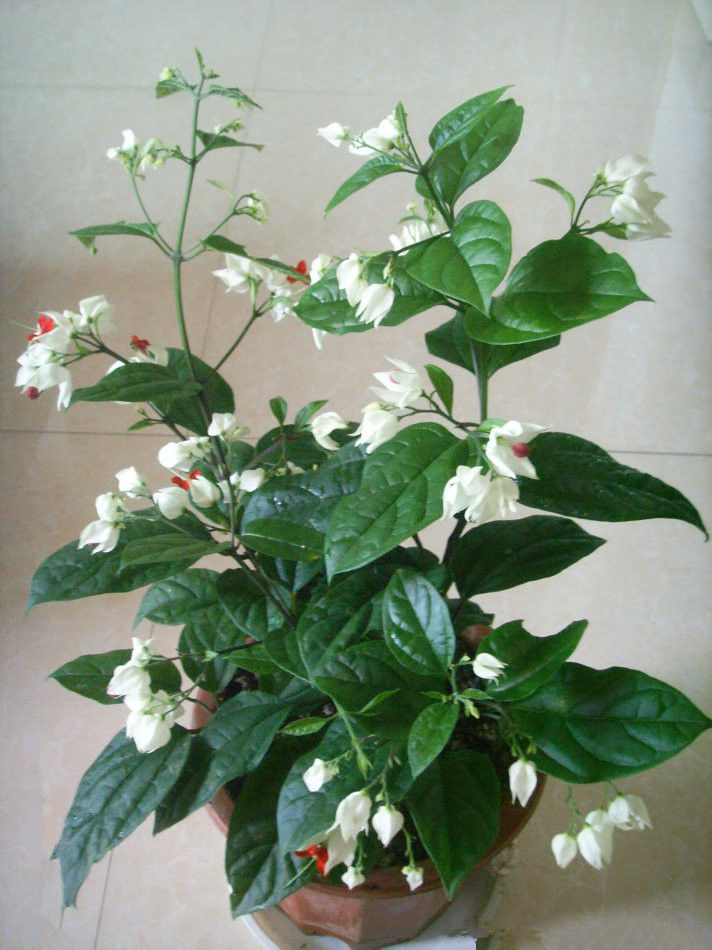 养花|养花，选些好养易爆盆的花朵，个个花开爆满盆，叶绿花美